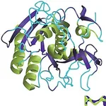 Merck PROTEINASEK TRITIRACHIUM ALBUM FOR MOLEC
