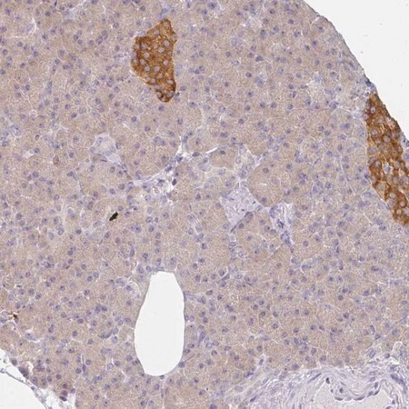 Merck Anti-AMPD2 antibody produced in rabbit