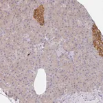 Merck Anti-AMPD2 antibody produced in rabbit