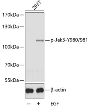 Merck ANTI-PHOSPHO-JAK3-Y980/981 ANTIBODY PRO&