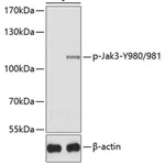 Merck ANTI-PHOSPHO-JAK3-Y980/981 ANTIBODY PRO&