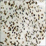 Merck Anti-phospho-STAT1 (pSer727) antibody produced in rabbit