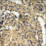 Merck Anti-phospho-ADAM 17 (pThr735) antibody produced in rabbit