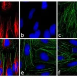 Thermo Fisher Scientific F(ab`)2-Goat anti-Mouse IgG (H+L) Cross-Adsorbed Secondary Antibody, TRITC
