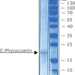 Merck C-PHYCOCYANIN PARTIALLY PURIFIED FROM SP
