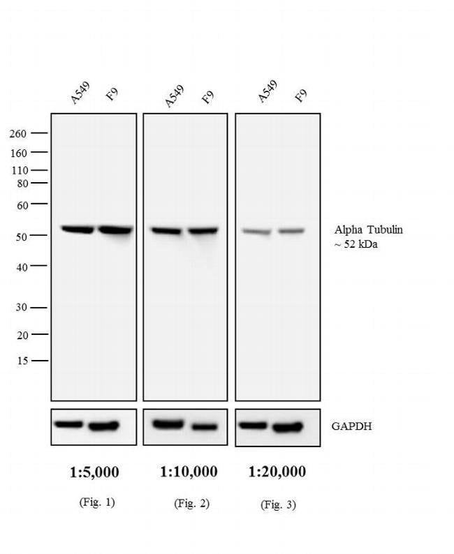 Thermo Fisher Scientific F(ab`)2-Rabbit anti-Rat IgG (H+L) Secondary Antibody, AP