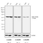Thermo Fisher Scientific F(ab`)2-Rabbit anti-Rat IgG (H+L) Secondary Antibody, AP