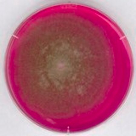 Merck Rose Bengal Chloramphenicol Agar acc. GB