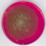Merck Rose Bengal Chloramphenicol Agar acc. GB