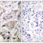 Merck Anti-CAMK1-alpha antibody produced in rabbit