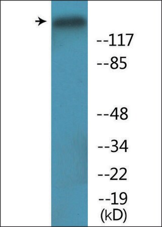 Merck Anti-phospho-Period Circadian Protein 2 (pSer662) antibody produced in rabbit