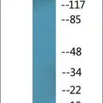 Merck Anti-phospho-Period Circadian Protein 2 (pSer662) antibody produced in rabbit