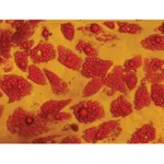 Himedia EZstain Adipocyte Staining Kit