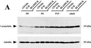 Merck MONOCLONAL ANTI-A-TUBULIN, CLONE DM 1A