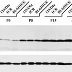 Merck MONOCLONAL ANTI-A-TUBULIN, CLONE DM 1A