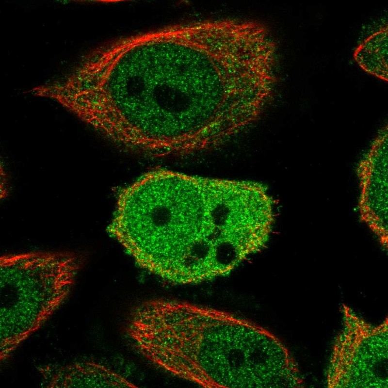 Atlas Antibodies Anti-ZWINT Antibody