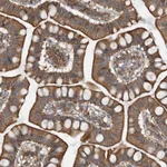 Atlas Antibodies Anti-ZWINT Antibody