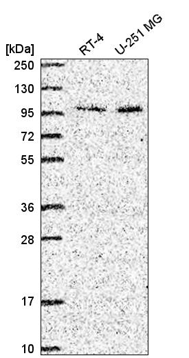 Atlas Antibodies Anti-ZXDC Antibody