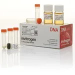 Thermo Fisher Scientific ElectroMAX DH10B T1 Phage-Resistant Competent Cells