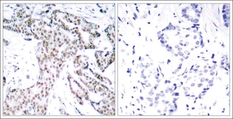 Merck Anti-phospho-STAT3 (pSer727) antibody produced in rabbit