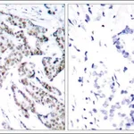 Merck Anti-phospho-STAT3 (pSer727) antibody produced in rabbit