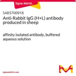 Merck Anti-Rabbit IgG (H+L) antibody produced in sheep