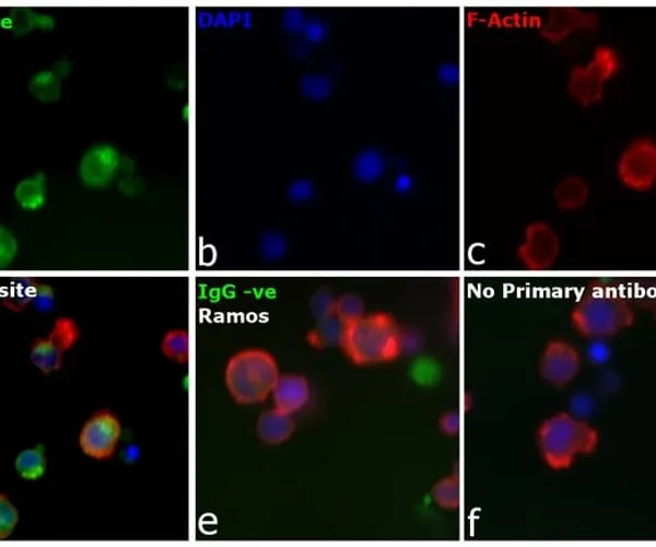 Thermo Fisher Scientific F(ab`)2-Goat anti-Human IgG (H+L) Secondary Antibody