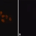 Merck Anti-ADAR1 antibody produced in rabbit