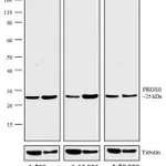 Thermo Fisher Scientific F(ab`)2-Goat anti-Rabbit IgG (H+L) Secondary Antibody, AP
