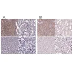 Merck Anti-SFRP4 antibody produced in rabbit