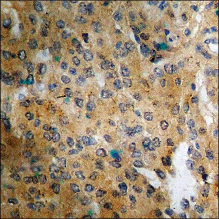 Merck Anti-phospho-Connexin 43 (pSer368) antibody produced in rabbit