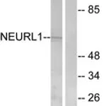 Merck ANTI-NEURL1