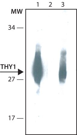 Merck Anti-THY1 antibody, Mouse monoclonal