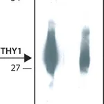 Merck Anti-THY1 antibody, Mouse monoclonal