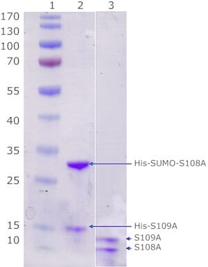 Merck Calprotectin,human recombinant