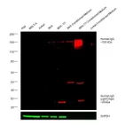 Thermo Fisher Scientific Rabbit anti-Human IgG (H+L) Cross-Adsorbed Secondary Antibody, DyLight 680