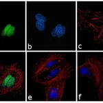 Thermo Fisher Scientific F(ab`)2-Goat anti-Rabbit IgG (H+L) Cross-Adsorbed Secondary Antibody, FITC