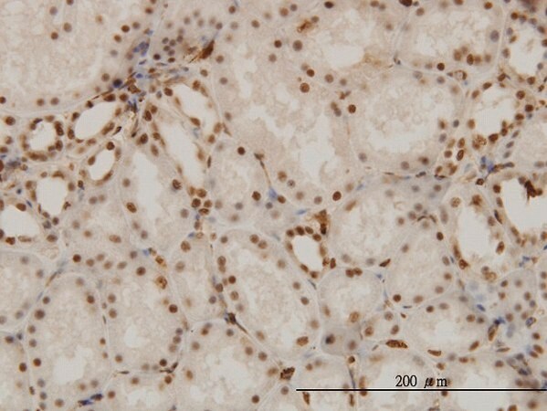 Merck Monoclonal Anti-NR1D1 antibody produced in mouse