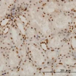 Merck Monoclonal Anti-NR1D1 antibody produced in mouse