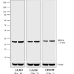 Thermo Fisher Scientific Donkey anti-Rabbit IgG (H+L) Secondary Antibody, HRP