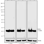 Thermo Fisher Scientific Rabbit anti-Mouse IgG (H+L) Cross-Adsorbed Secondary Antibody, AP
