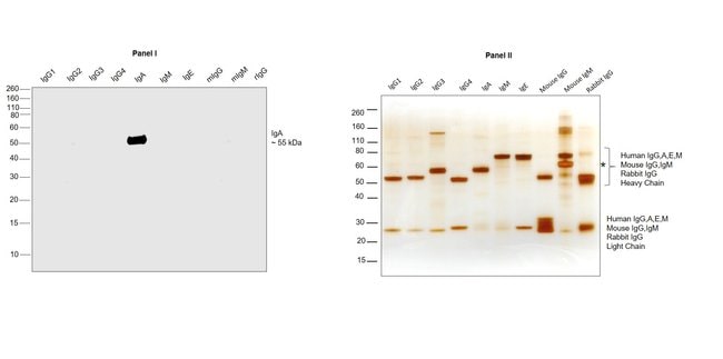 Thermo Fisher Scientific Goat anti-Human IgA (Heavy chain) Secondary Antibody