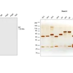 Thermo Fisher Scientific Goat anti-Human IgA (Heavy chain) Secondary Antibody