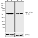 Thermo Fisher Scientific Goat anti-Rat IgG (H+L) Secondary Antibody, AP