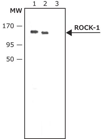 Merck Anti-ROCK-1 antibody produced in rabbit