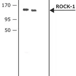 Merck Anti-ROCK-1 antibody produced in rabbit