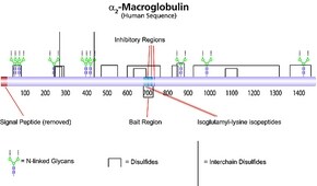Merck A2-MACROGLOBULIN