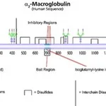 Merck A2-MACROGLOBULIN