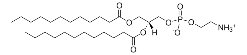 Merck 12:0 PE