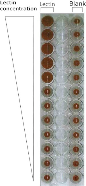 Merck LECTIN FROM PISUM SATIVUM-FITC LABELED